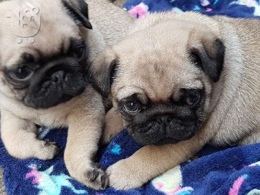 Από ένα σκουπίδια 5 pug υγείας kg reg, έχω 2 διαθέσιμα